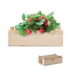 STRAWBERRY Aardbeienpakket in houten krat